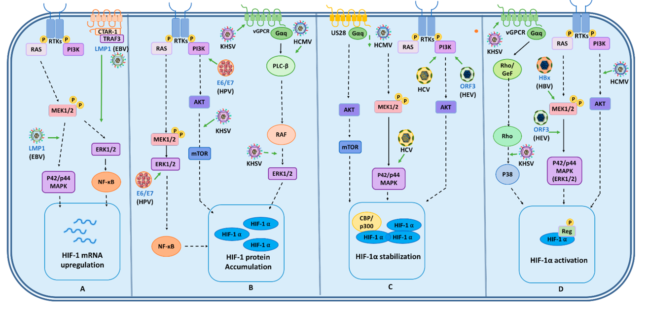 Hypoxia and the Viral Connection - Unlimited Wellness Institute